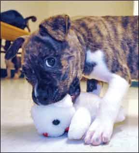 Train your puppy not to bite with simple protocols that reinforce bite inhibition.