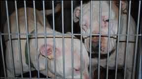 abused dogs