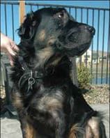 A dog who licks excessively might be dealing with a stress problem that can be addressed with behavior modification.