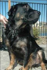 Using Behavior Modification to Address Compulsive Licking, Chewing, and Scratching in Dogs A dog who licks excessively might be dealing with a stress problem that can be addressed with behavior modification.