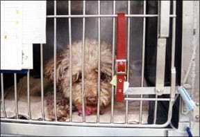Pet Food Recall