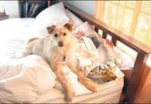 dog wakes up too early