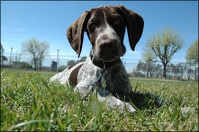 Dog Food Recall Precautions