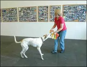 How do you train a dog without treats? Your best bet is to use play and affections as a reward.