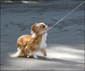 Leash Training