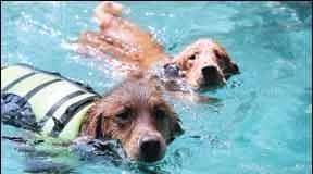 Water flotation devices for dogs are important safety gear that is widely available.