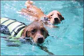 Water flotation devices for dogs are important safety gear that is widely available.
