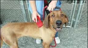 What to do with a stray dog? Make every effort to find an owner.