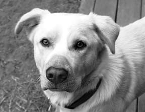 The dog sense of smell is the primary means of interpreting the world.