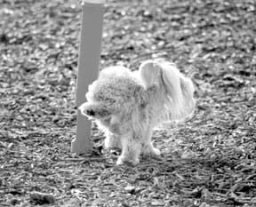 Dog marking behavior can be caused by the presence of other dogs.
