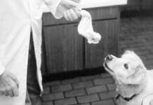 A raw dog food diet is purported to have many benefits.