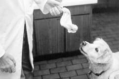 Raw A raw dog food diet is purported to have many benefits.