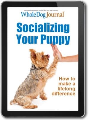 Socializing Your Puppy