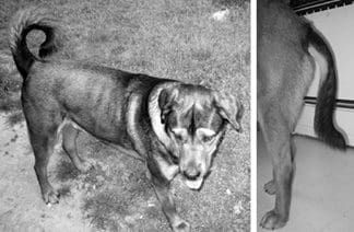 Limber tail syndrome is a condition whose causes are a bit mysterious.