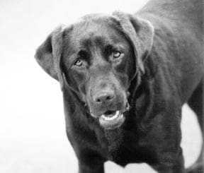keep your dog's teeth clean