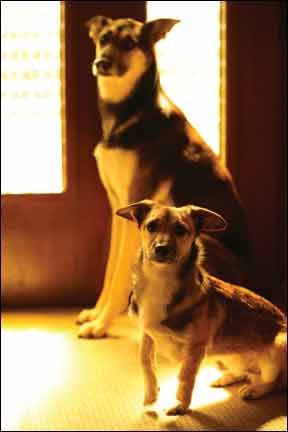 Training a dog to behave when guests visits makes holidays a lot easier.