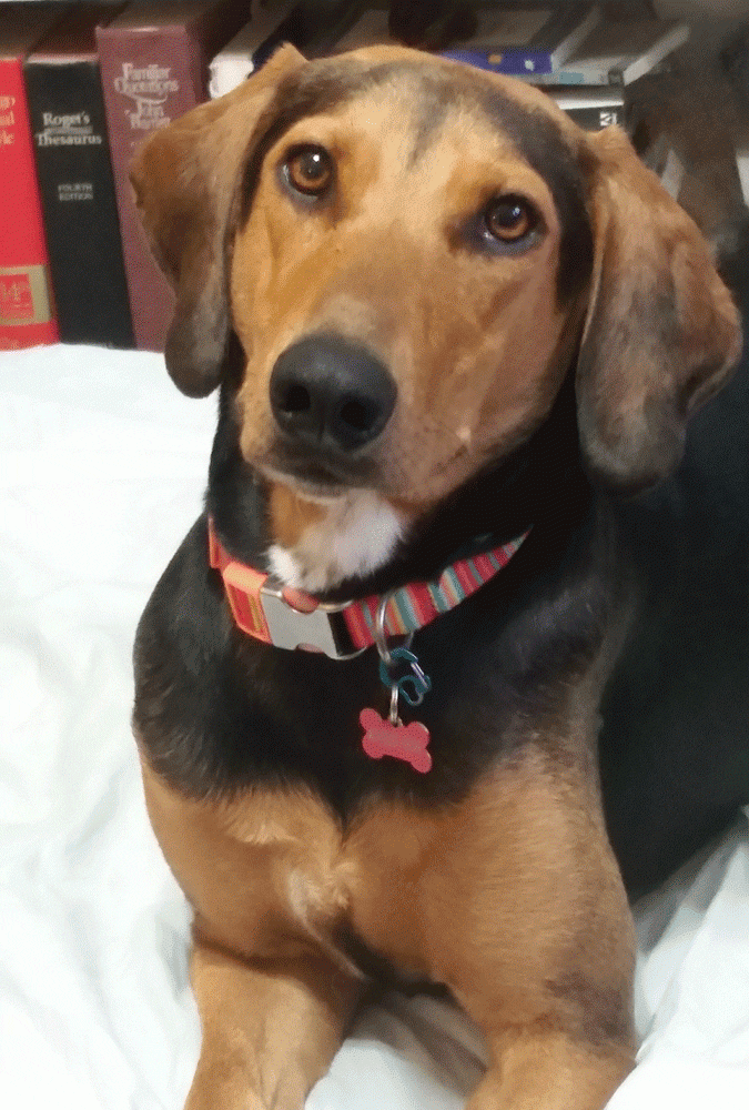 Coonhound