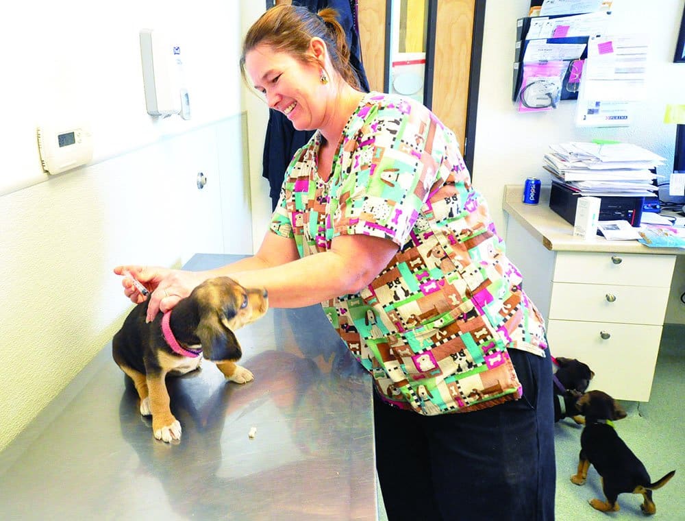 puppy vaccination