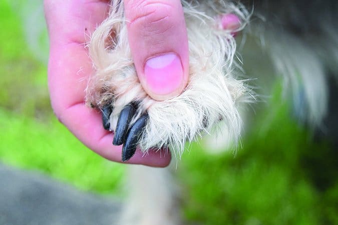 A closeup photo of a dog's paw with a missing nail.