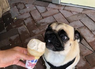 Can Dogs Eat Ice Cream?
