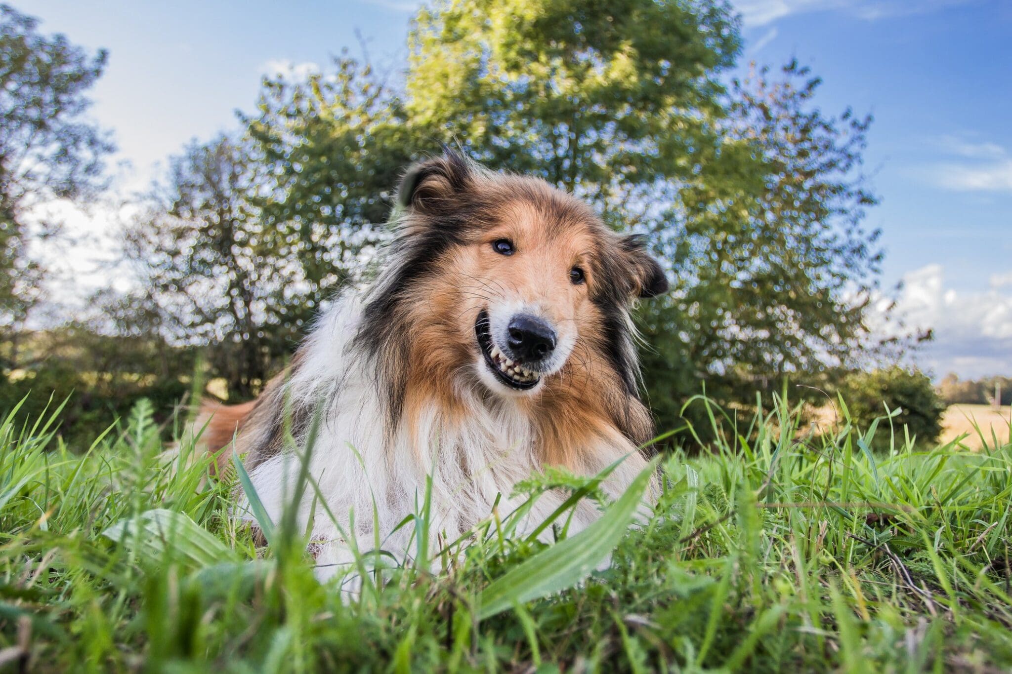 dog smiling relaxed