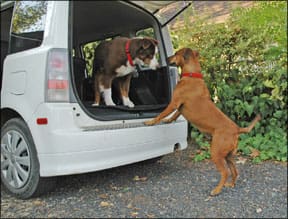 Anxious Dogs