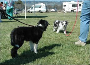 Appropriate On-Leash Greeting