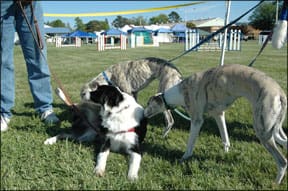 Border Collie