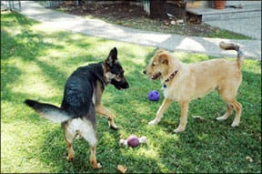 Dog Behavior and Body Language