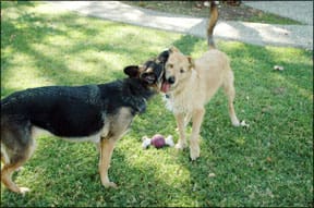 Dog Behavior and Body Language