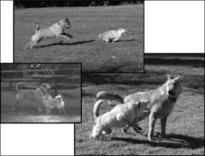 Dog Behavior and Body Language