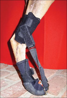 Hind-Limb Dorsi-Flex Assist