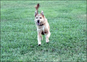 Reinforcement of Dog Training