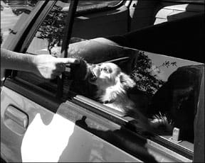Dog Training Against Unwanted Canine Behaviors