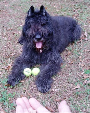 Dog Training Against Unwanted Canine Behaviors