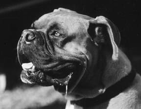 A canine's sense of smell is part of a dog's social cues and their primary means of understanding the world.