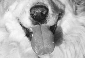 The canine sense of smell plays a role in everything a dog does.