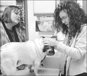 Whole Dog Journal - Home-Prepared Diets