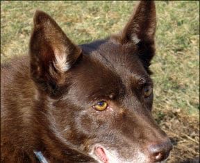 Training an older dog requires patience to reinforce new skills.
