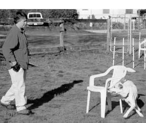 off leash training