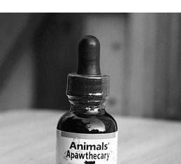 Licorice root for dogs offers many potential benefits.