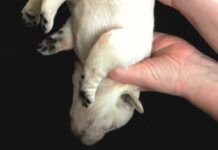dog being held upside down