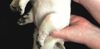 dog being held upside down