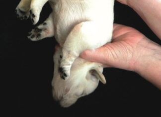 dog being held upside down