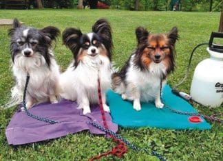 How To Keep Your Dog Cool in Summer