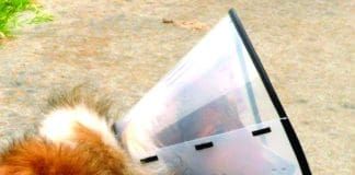 dog cone alternatives