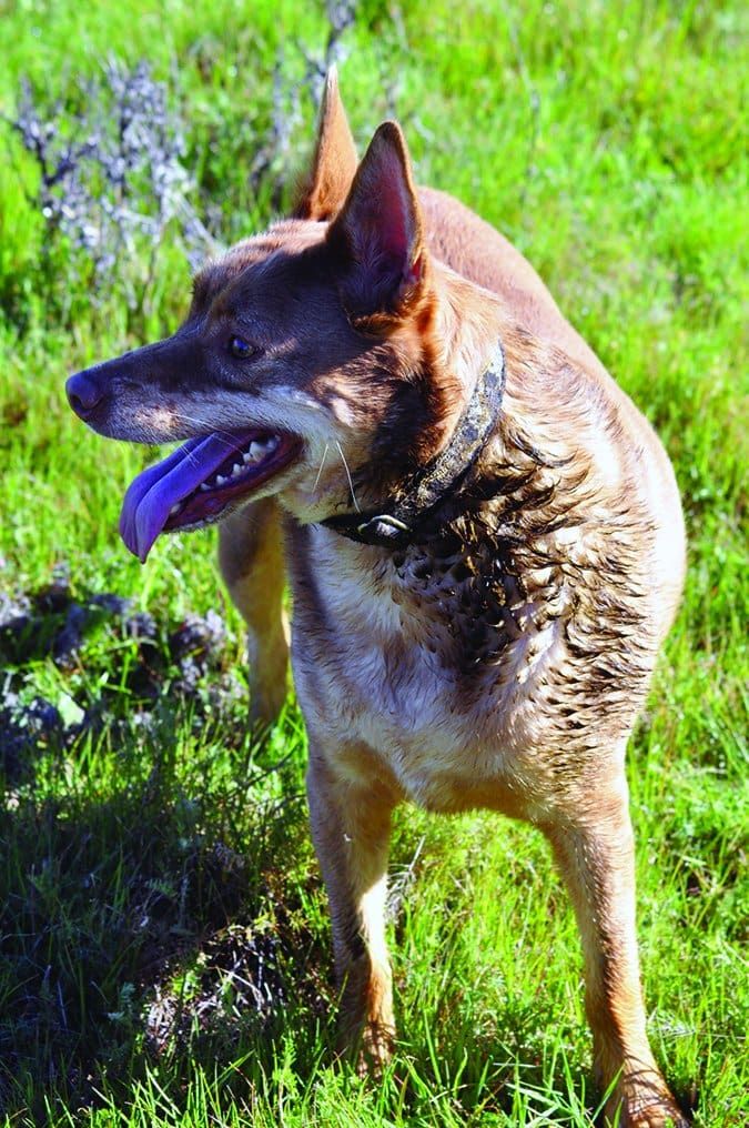 There are a range of methods to stop a dog eating poop.
