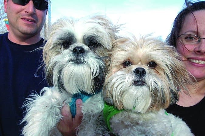 When adopting two puppies at once it may lead to them being under socialized later in life.