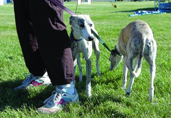 Two dogs adopted at the same time may look to each other rather than their owner for social cues.