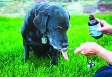 Vitamin d for dogs can improve your dog's bone health, and other organ systems.